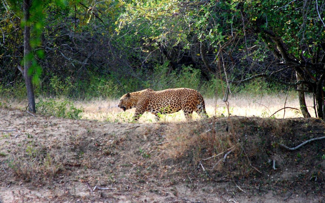 Elephant Paradise Safari Bungalow Удавалаве Экстерьер фото